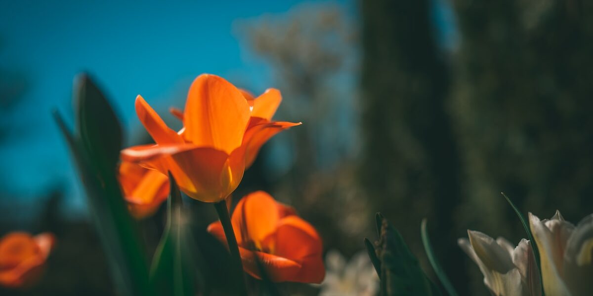 Rare 1794 Flowing Hair Dollar Sells for $4.2 Million